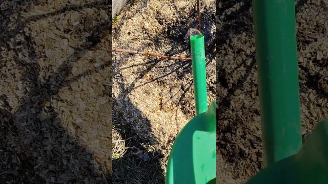 СРОЧНО ПОСЫПАЛА ЭТИМ КУСТЫ! Голубика взорвет урожаем, а вишня треснет от ягод / Секрет кислой почвы