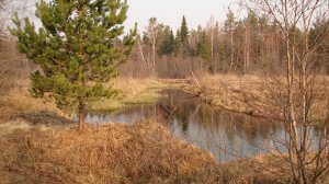 Береговая рыбалка. Рыбалка на щуку. Ловля щуки. Спиннинг .
