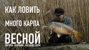 Как ловить много карпа весной везде и всегда!