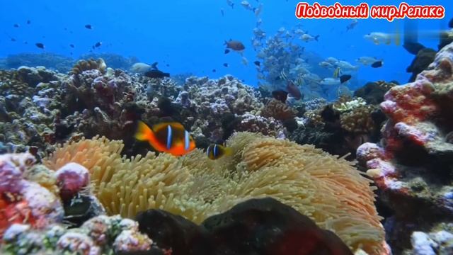 Подводный мир.Релакс.