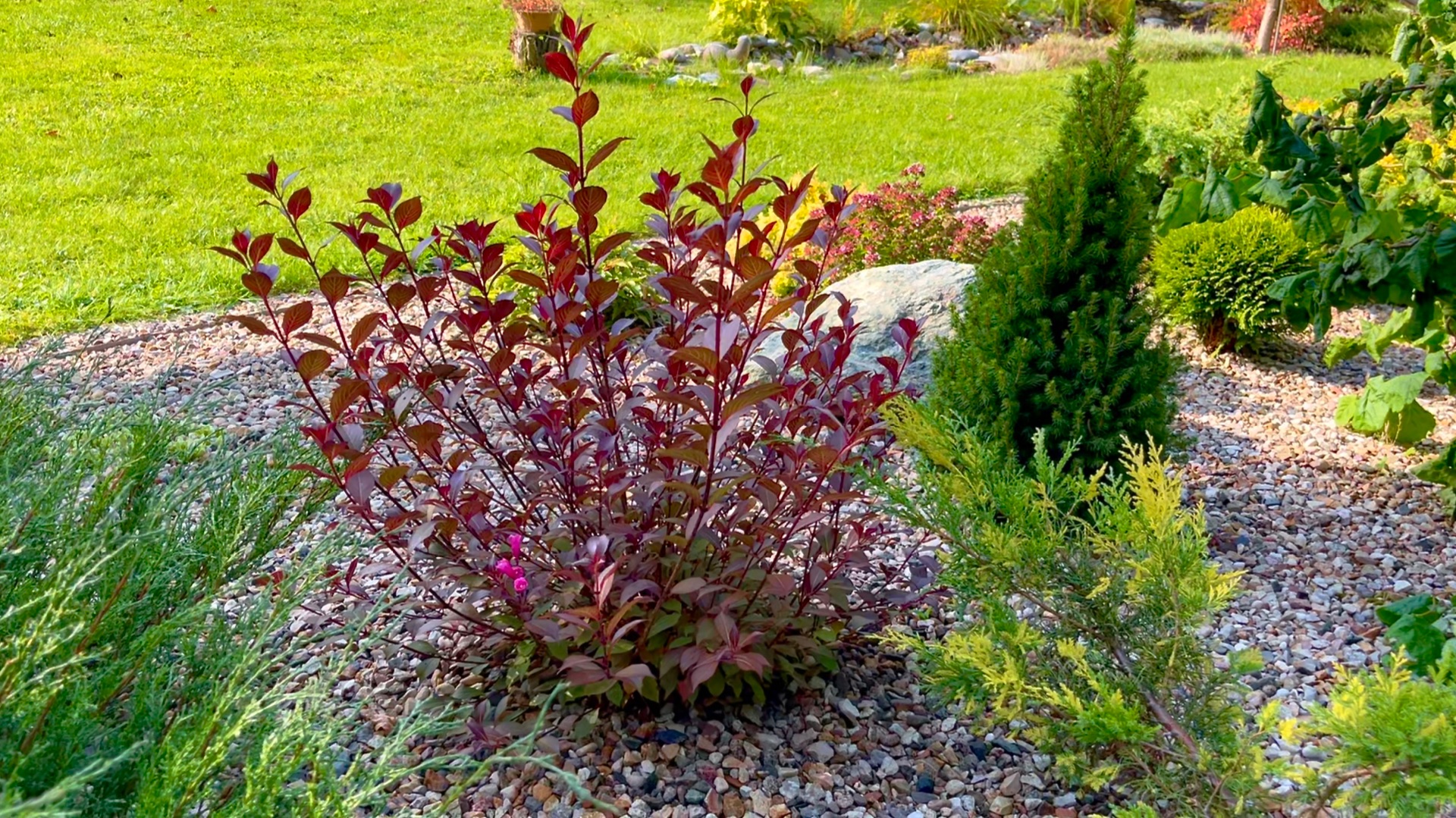 Растения с декоративной листвой в многолетнем саду.