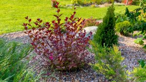 Растения с декоративной листвой в многолетнем саду.