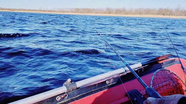 Плотва атакует, р.Паша.