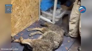 Умирающего на дороге волка со сломанными лапами спасли в Карачаево-Черкесии