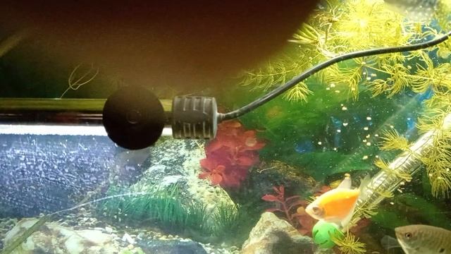 рассуждение про рыбок про аквариум и вообще