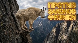 Горный козел: Гравитация? Не, не слышал