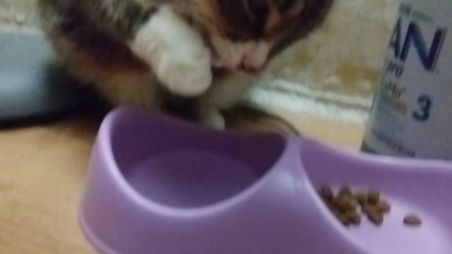 Кошка матильда пьëт воду