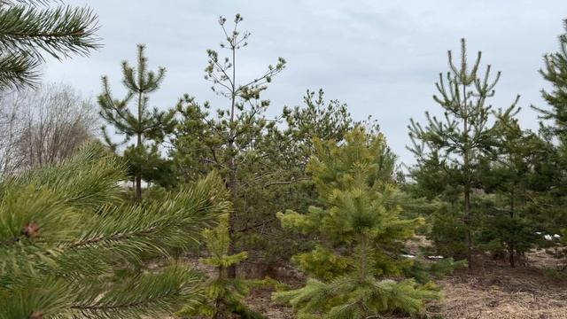 д. Новочеркасское