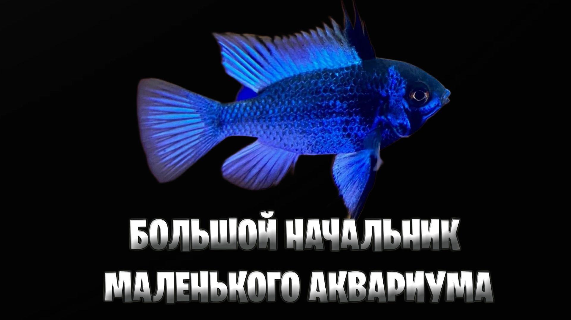 Живой драгоценный камень в вашей комнате - Апистограмма