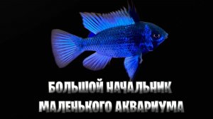 Живой драгоценный камень в вашей комнате - Апистограмма