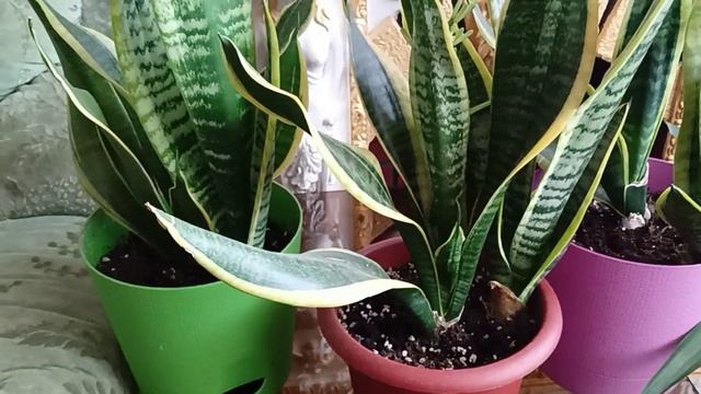 Сансевиерия Лауренти уход, размножение