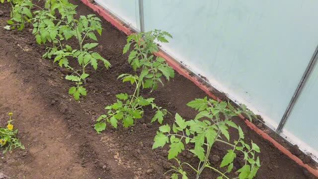 Высадка рассады (2часть)