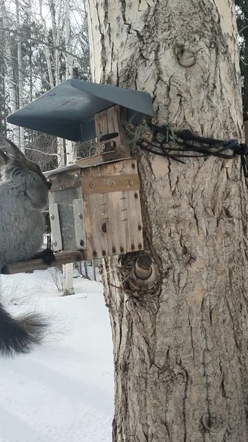 2026-04-16 Белка ест семечки