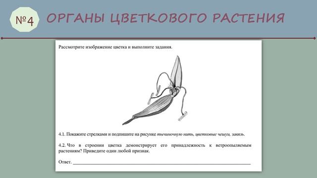 ВПР (Биология 6 класс № 4)