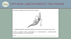 ВПР (Биология 6 класс № 4)