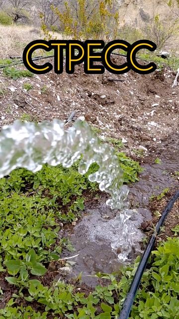 Антистресс