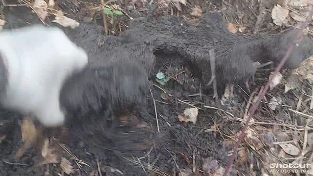 коп по войне в калужской области день первый ( немецкие каски)