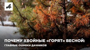 Почему хвойные «горят» весной: главные ошибки дачников