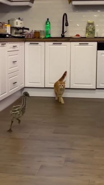 Ничто так не бодрит C утра, как внезапно появившийся рядом эму