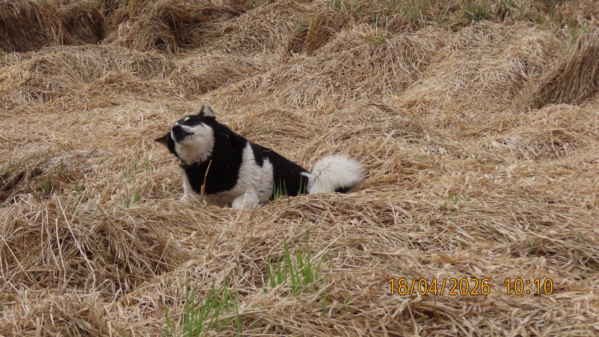 Дружок - пирожок на берегу Ижоры