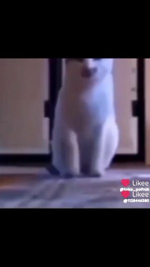 #засмеялся подписался