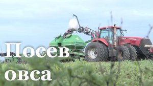 В Белокуракинском районе вырастят 400 гектаров овса