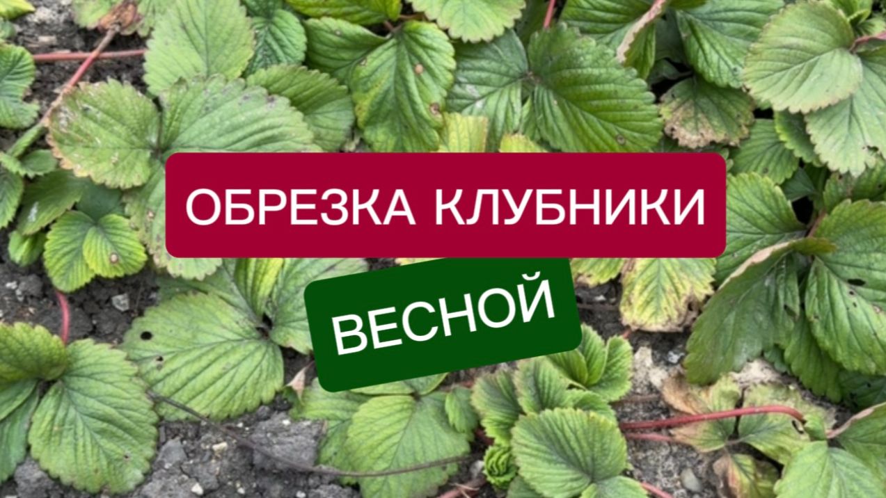 Уход за клубникой весной: обрезка, подкормка — секреты богатого урожая