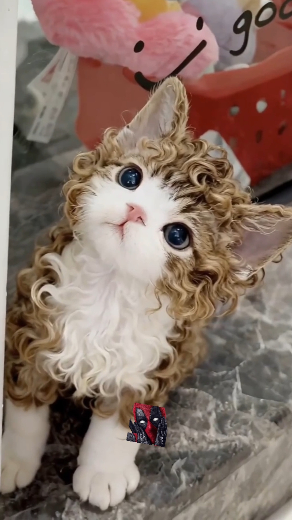 Самые умные породы кошек в мире! 😎🫶😼