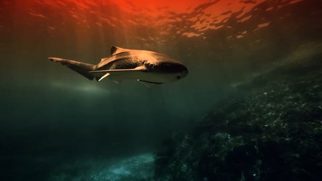 Beyond The Sea Wall – REAL Underwater Visuals + Deep Blade Runner Ambient Music (4 Hours, No-AI)-(10