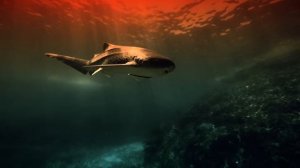 Beyond the Sea Wall – REAL Underwater Visuals + Deep Blade Runner Ambient Music (4 Hours, No-AI)-(10