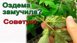 Гибнет рассада томатов и перцев. ОЭДЕМА