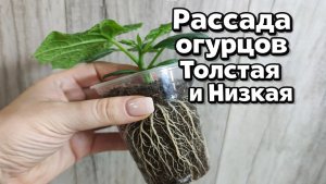 Когда сеять огурцы на рассаду - точные сроки посева семян!