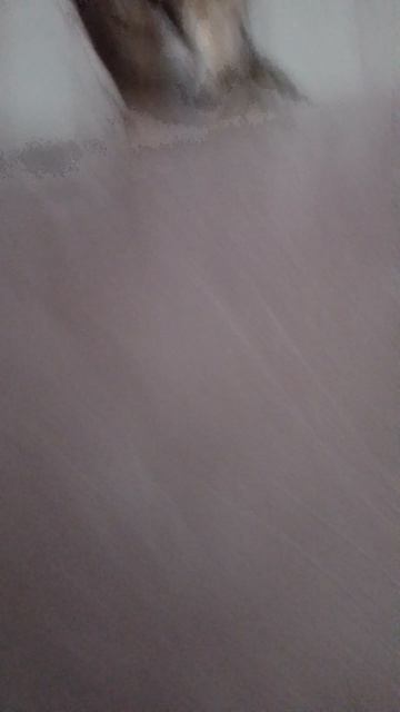 семья (серый)