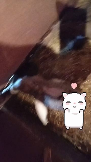 Я в деревне с кроликами