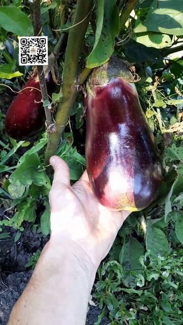 ЧУДО УДОБРЕНИЕ! Эксперимент над баклажаном!