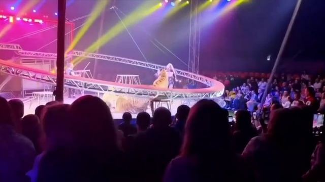 Тигр сбежал во время шоу в цирке в Ростове-на-Дону, СК проводит проверку