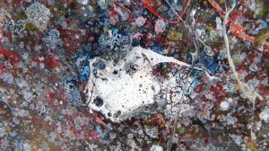 Понедельник