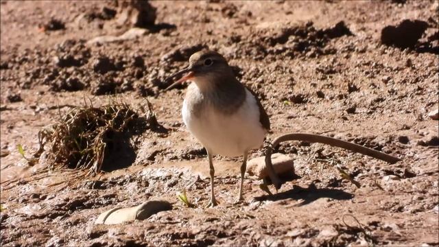 Прилёт птиц весной в Великий Новгород, голоса птиц, кулик Перевозчик, 20 апреля 2026