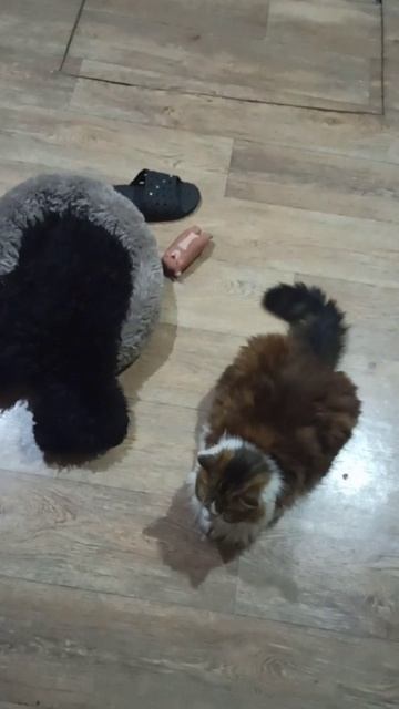 Айза спит, Муся охраняет. Такая дружба. 🐩🐱