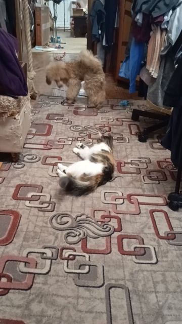 Собака Арчи и кошка Ромака игры с веревкой