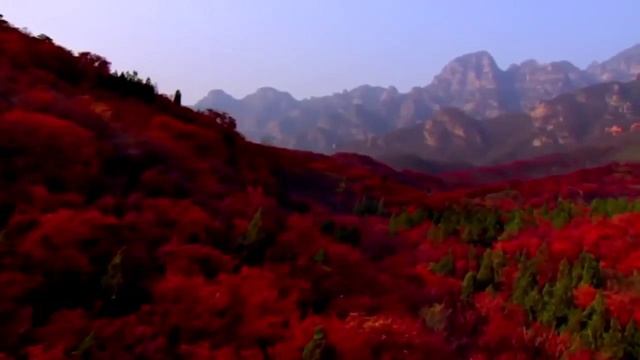 СЛОВА      Иванка Черница