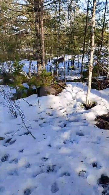 Мирон и Элли на прогулке