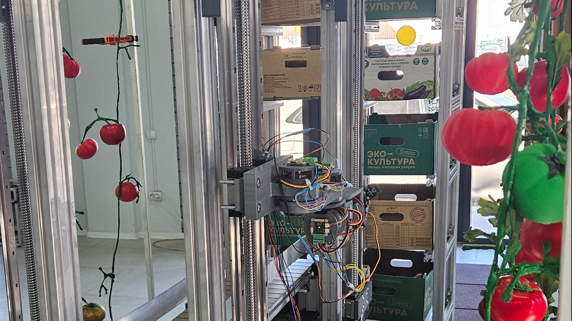 Тест полного цикла сбора томата в лабораторной теплице №4