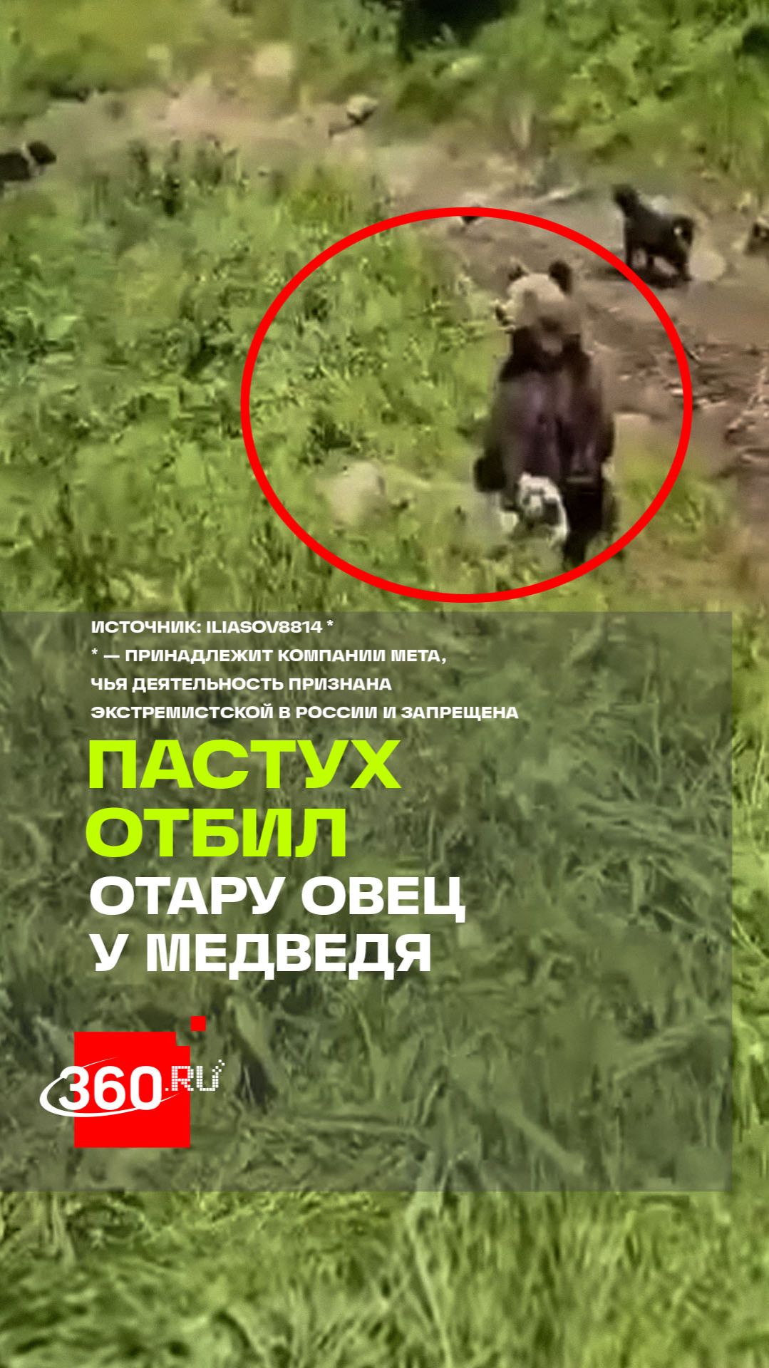 В Дагестане пастух с собаками отбил стадо овец у напавшего медведя