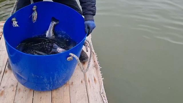 Утро на водоёме.