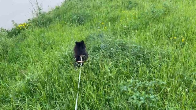 Я на прогулочке гуляю...