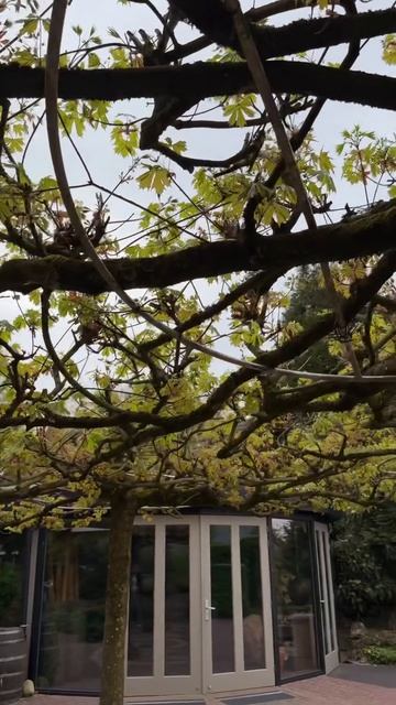 Необычная беседка из клёнов в саду