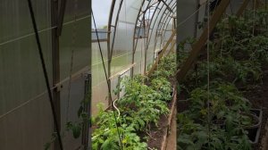 проветривание теплицы 20 апреля #теплица #дача #садоводничество #огород #уходзатеплицей