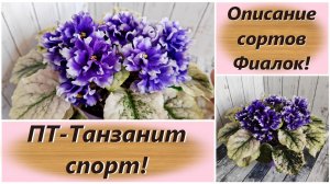 Описание сортов Фиалок! ПТ-Танзанит спорт!