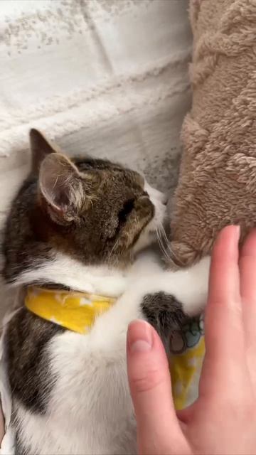 Малышка с большой грыжей, которая уехала в_новая_жизнь в Мск, обрела семью. И зовут теперь ее Чили🥳